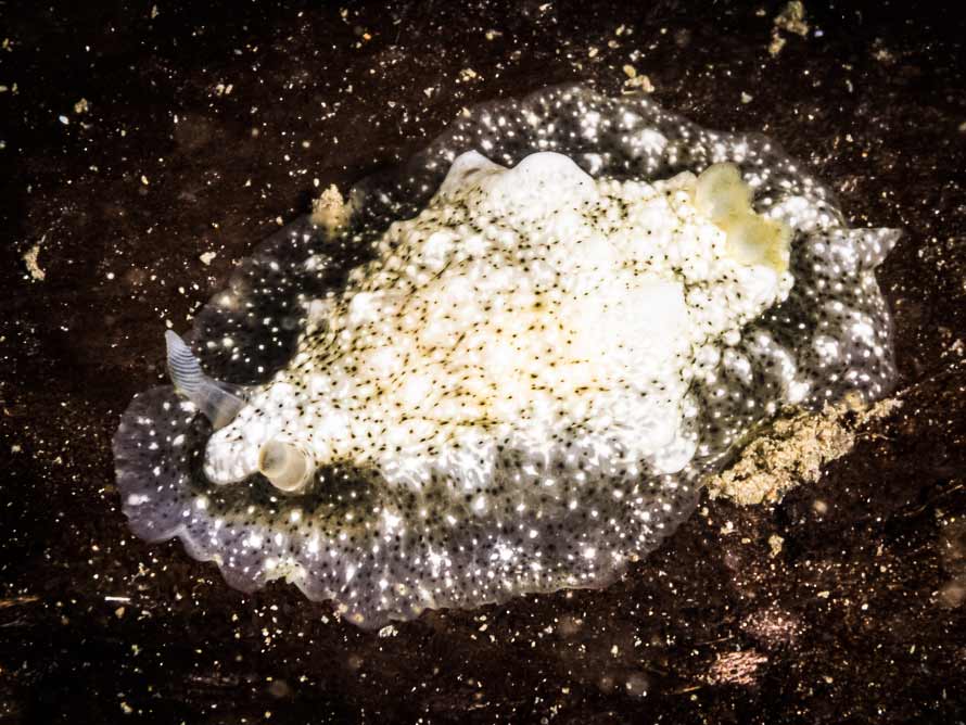 Dendrodoris coronata